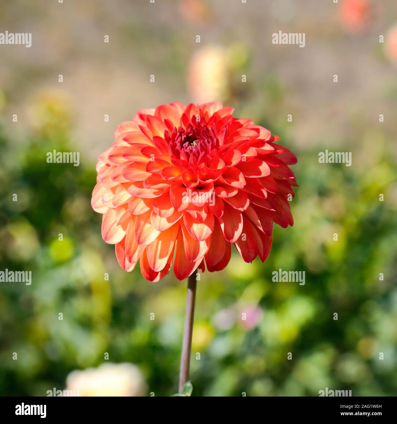 Dahlias flowerbeds garden flower hi-res stock photography and images ...