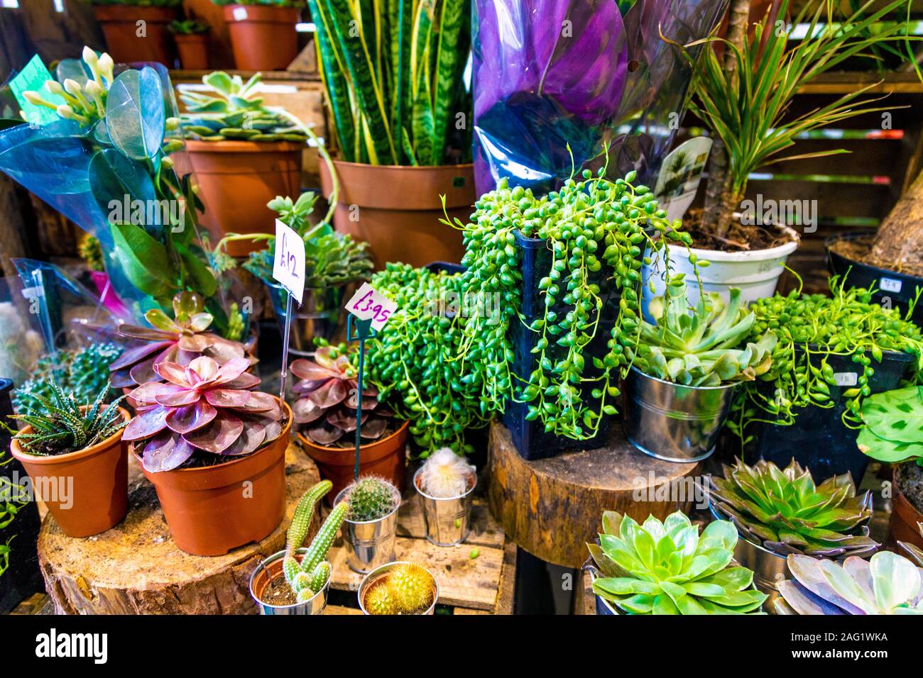 Plants at the Green Room Cafe, Stoke Newington, London, UK Stock Photo