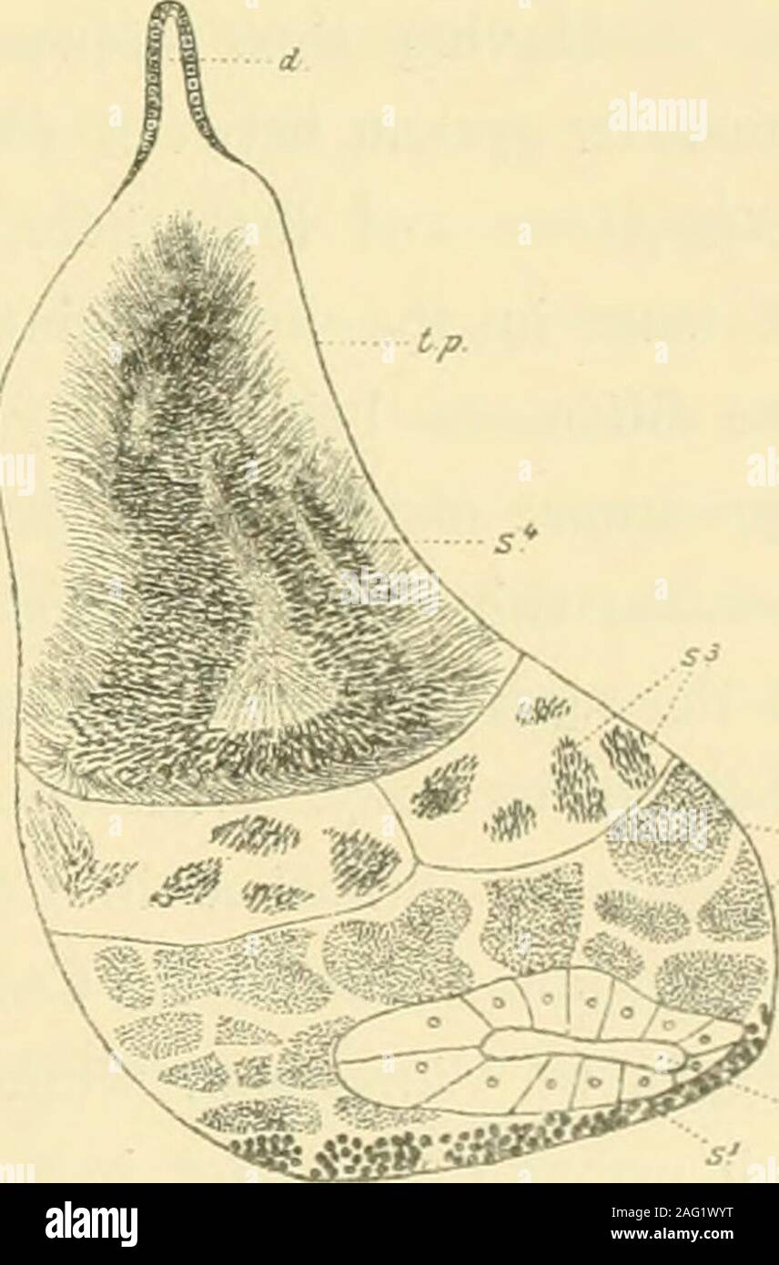 Protandric hermaphrodite hi-res stock photography and images - Alamy
