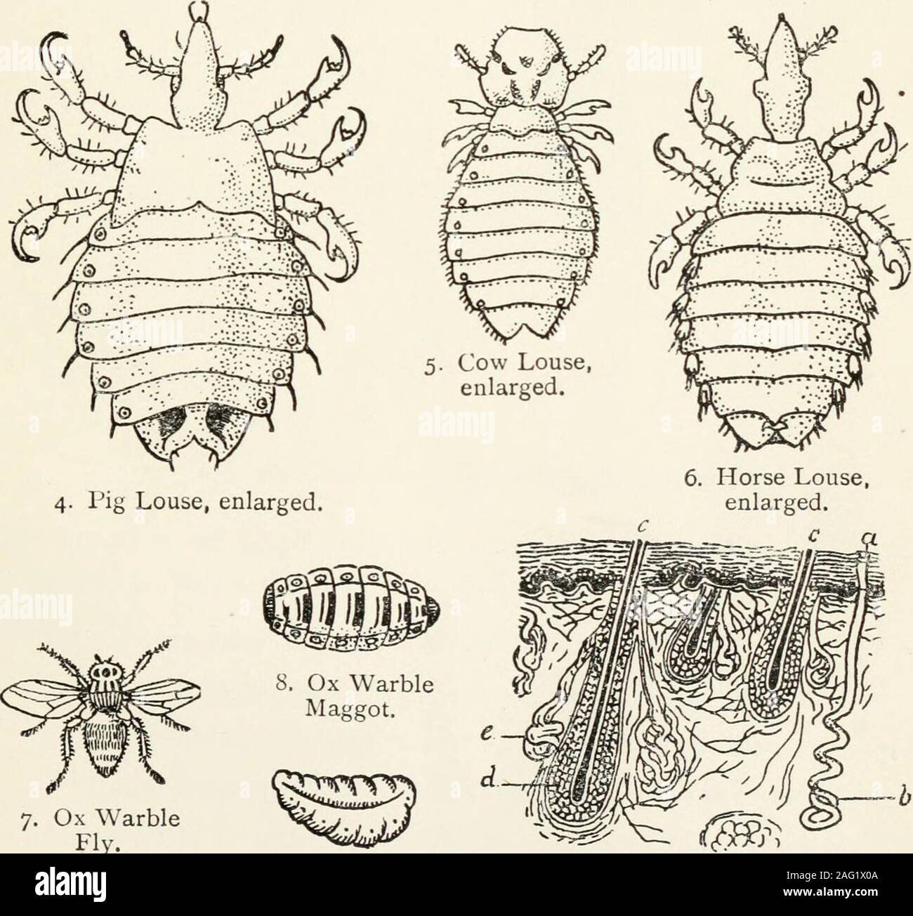 Can Dogs Get Horse Lice