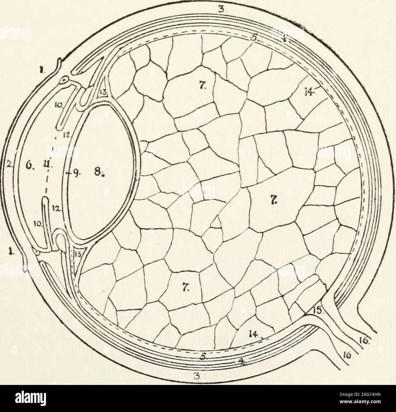. Elementary lectures on veterinary science, for agricultural students, farmers, and stockkeepers ... A. THE EYE &lt;^ Pupi]. 2,2. The Iris. 3. MembranaNictitans or Haw. 4. Puncta Lachry-mahs. 5. Upper Lid cut across, shewing 6. 6. Lachrymal Gland7. Corpora Nigra. 8. Outer Canthus. 9. Inner Canthus. ^ 10, 10. Mei-bomian Glands. 11. Lachrymal Canal. B.. B. SECTION OF THE EYEConjunctiva. 2. The Cornea. 3, 3. Sclerotic Coat. 4,4. Choroid Coat.5,5. Retina. 6. Anterior Division of Aqueous Chamber. 7,7. VitreousHumour—Posterior Chamber. 8. Crystalline Lens. 9. Capsule of Crys-talline Lens. 10, 10. I Stock Photo
