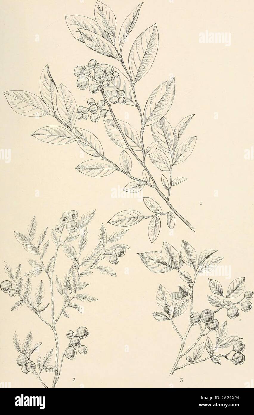 . The plants of southern New Jersey; with especial reference to the flora of the pine barrens and the geographic distribution of the species. 1. SWAMP LEUCOTHOE. Leucothoe racemosa. 2. CASSANDRA. Chamaedaphne calyculata. 3. BEAR-BERRY. Arctostaphylos uva-ursi. N. J. Plants. PLATE CI.. Drawings by H. E. Stone. 1. TALL BLUEBERRY. Vaccinium corymbosum. 2. NARROW-LEAVED BLUEBERRY. V. pennsylvanicum. 3. LOW BLUEBERRY. V. vaccillans. ^te 9- Stock Photo