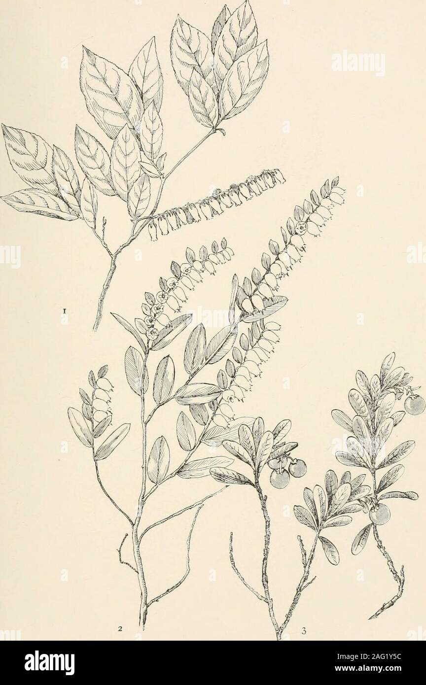 . The plants of southern New Jersey; with especial reference to the flora of the pine barrens and the geographic distribution of the species. N. J. Plants. PLATE C.. 1. SWAMP LEUCOTHOE. Leucothoe racemosa. 2. CASSANDRA. Chamaedaphne calyculata. 3. BEAR-BERRY. Arctostaphylos uva-ursi. N. J. Plants. PLATE CI. Stock Photo