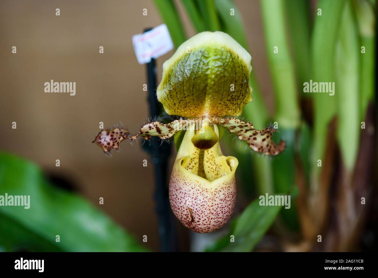 Rare Orchid, Paphiopedilum, Close-up Stock Photo