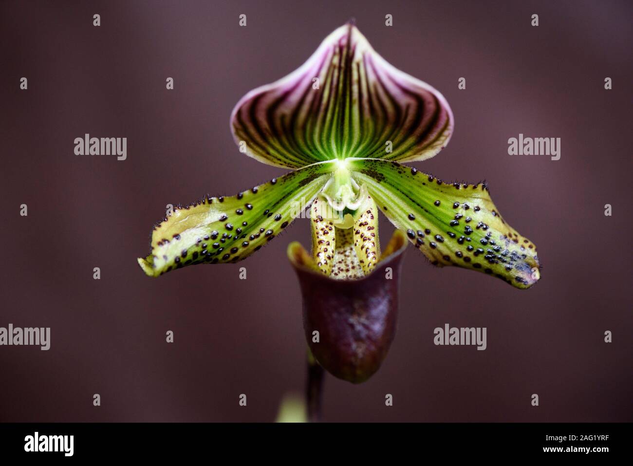 Rare Orchid, Paphiopedilum, Close-up Stock Photo