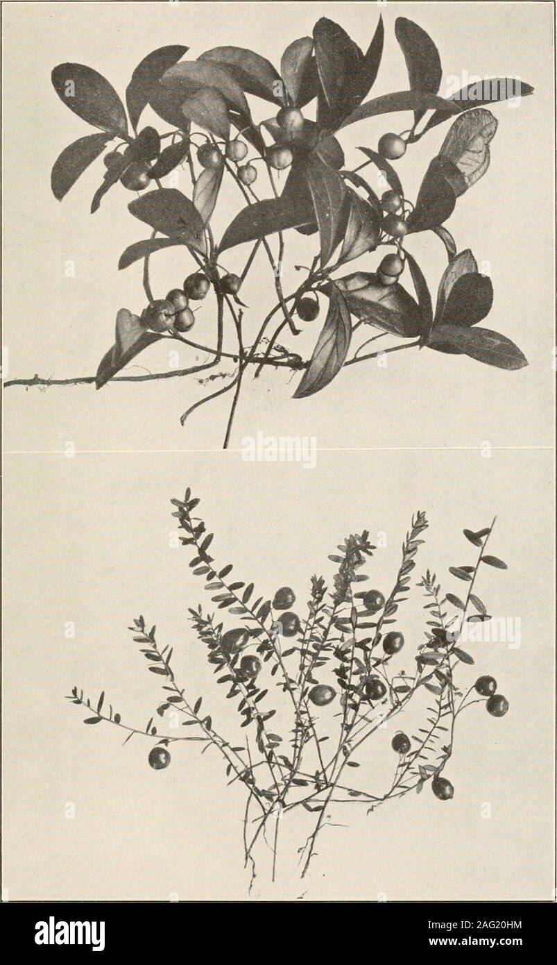 . The plants of southern New Jersey; with especial reference to the flora of the pine barrens and the geographic distribution of the species. Photos by S. Brown. 1. BUTTON-BUSH. 2. SAND MYRTLE. Cephalanthus occidentalis.Dendrium buxifolium. N. J. Plants. PLATE XCVII.. Photos by S. Brown. 1. WINTERGREEN. Gaultheria procumbens. 2. CRANBERRY. Oxycoccus macrocarpus. Stock Photo