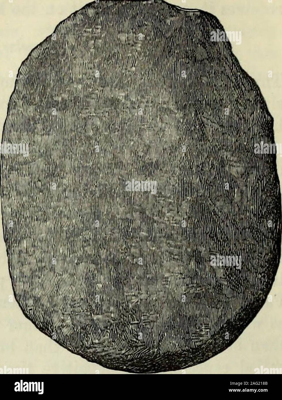 Saddle querns hires stock photography and images Alamy