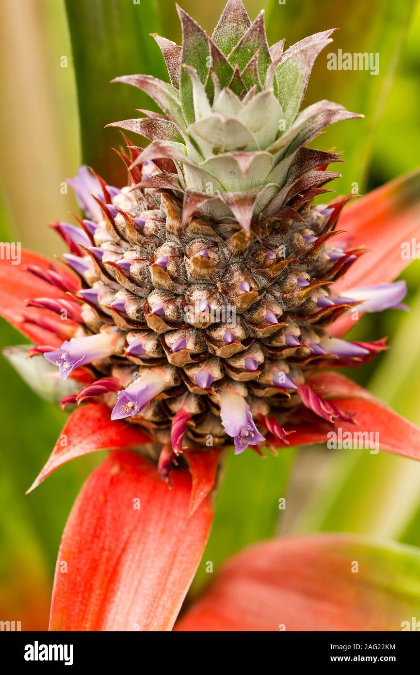 Young pineapple with flowers. Stock Photo