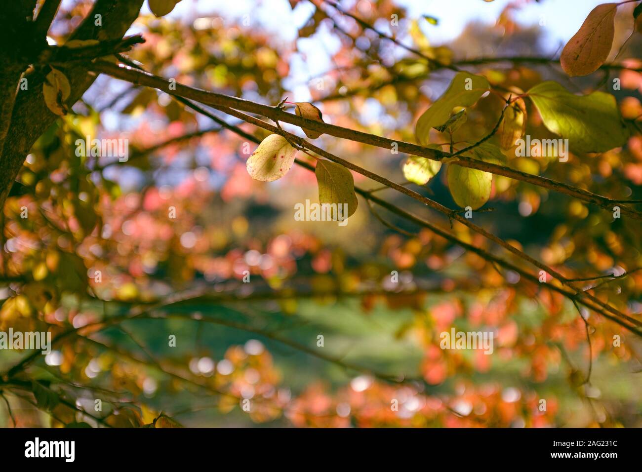 Close up autumn leaves and sky hi-res stock photography and images - Alamy