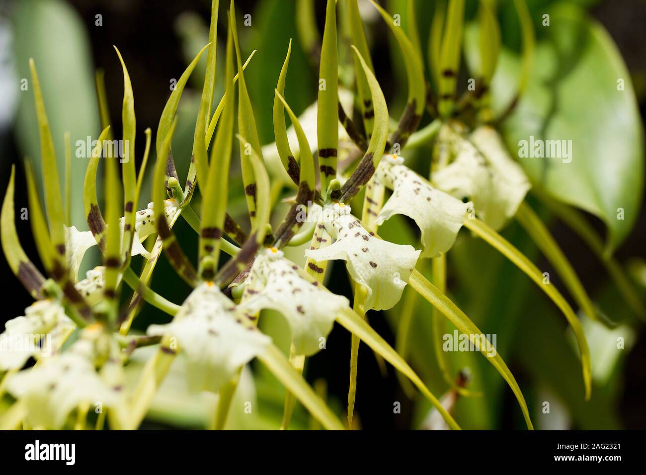 Green Spider Orchid Stock Photo