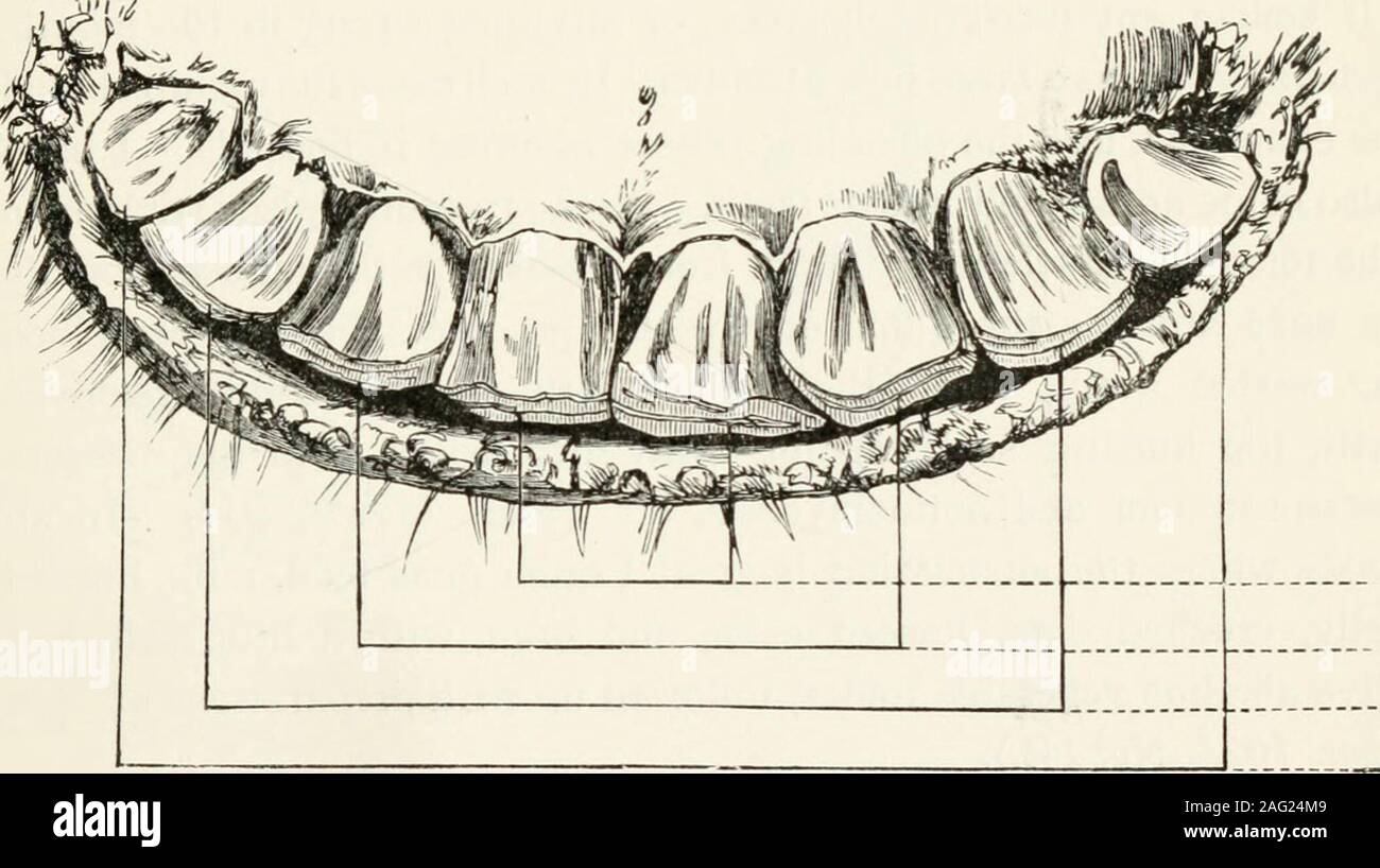 . Elementary lectures on veterinary science, for agricultural students, farmers, and stockkeepers ... 1. Upper Molar from Six-Year-Old Horse ^ 2. Upper Molar from Twenty-Six-Year-Old Horse / ^^^^ ^-^7) 3. Tumours on Crown of Fourth Upper Molar {par. j^o). 4. Malformed Fourth Upper Molar. DENTITION AND DENTAL DISEASES 249 364. Incisors.—Between one year and nine months and two years andthree months the two central incisors are replaced by permanentteeth ; at two years and three months to two years and six months thetwo middle lateral incisors are cast, and the animal has four broadteeth; at thr Stock Photo