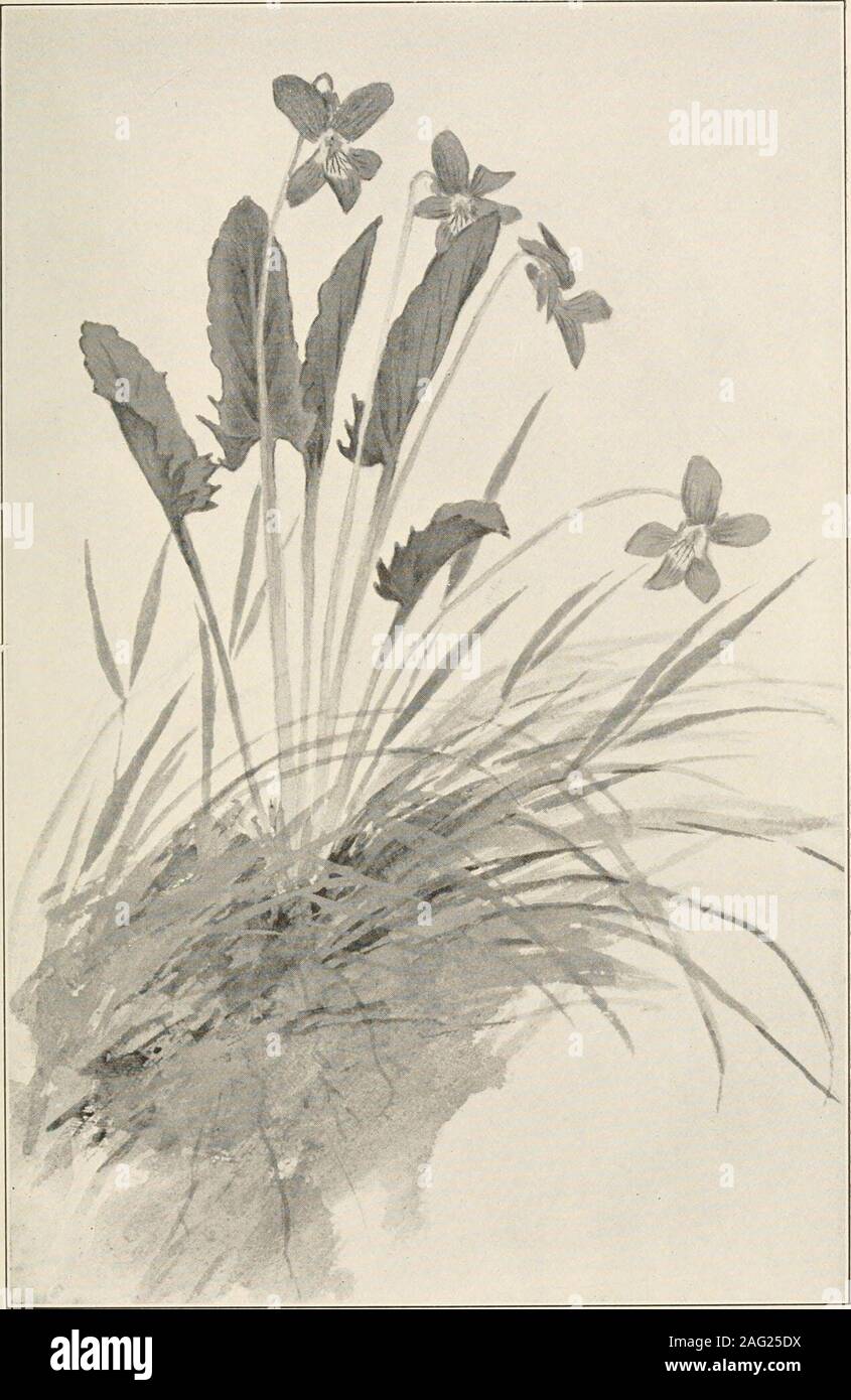 . The plants of southern New Jersey; with especial reference to the flora of the pine barrens and the geographic distribution of the species. Prom Painting by H. E. Stone. OVATE-LEAVED VIOLET. Viola fimbriatula. N. J. Plants. PLATE l.XXXVll.. From Painting by H. E. Stone. ARROW-LEAVED VIOLET. Viola sagittata. Stock Photo