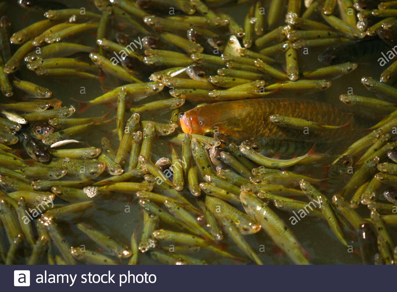 Cerknica Slovenia July 21 2006 Stranded Fish Gasping For Air