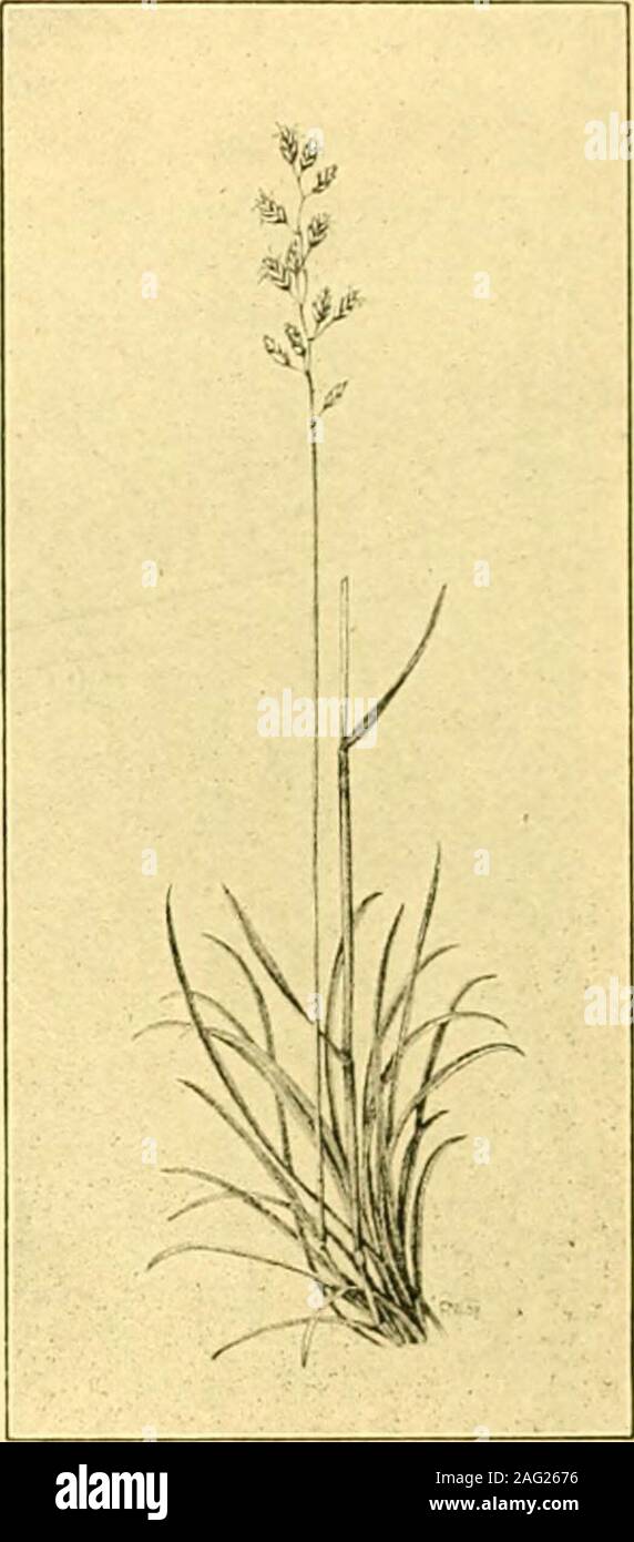 . Field and woodland plants. Rye Grass or Darnel. SHEEPS FESCUE. flower, which is rojirescntcd on Plate VI, grows in moist meadows,marshes, and on moors, fiowciing during June and July. Another species—the JiutterHy Orchis {Habenaria hijoliu)—has(usually) imdivided tubers ; a stem from six to twelve inches highwith two broad leaves near the base, and surrounded below by afew sheathing scales ; and a rather loose spike of white or greenishflowers with narrow bracts about as lona as the ovaries. The MEADOWS, FIELDS AND PASTVRES—SUMMER 235 petals and upper sepals are arched, the-lateral sepals sp Stock Photo