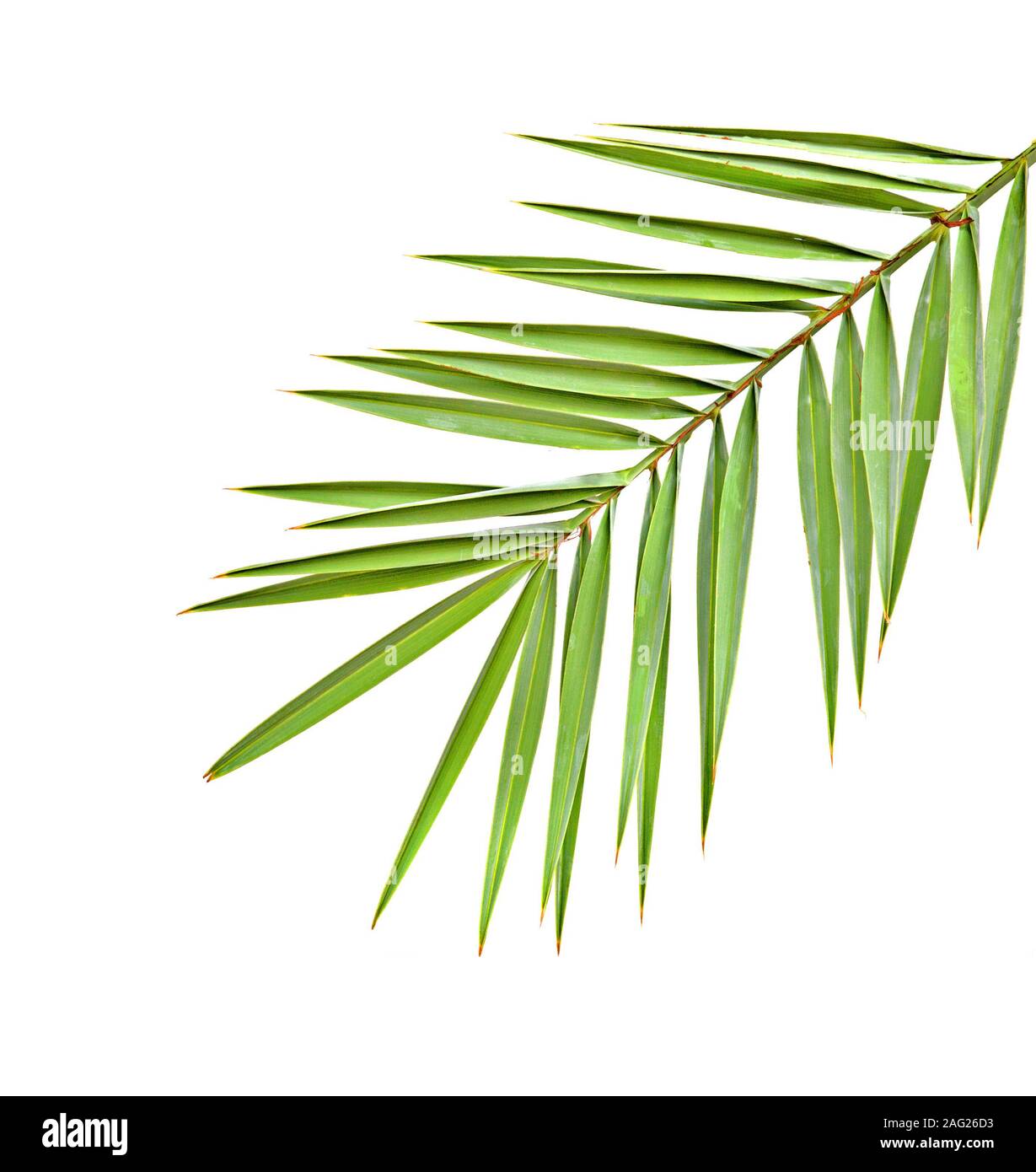 Palm leaf isolated on white background Stock Photo - Alamy