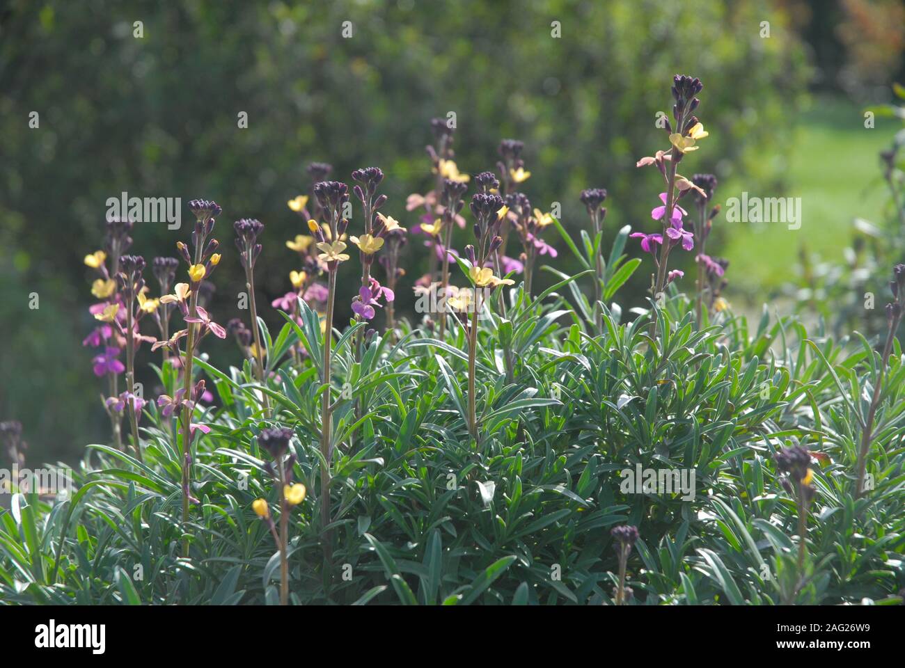 Erysimum mutabile, also known as Perennial wallflower, growing in a garden Stock Photo