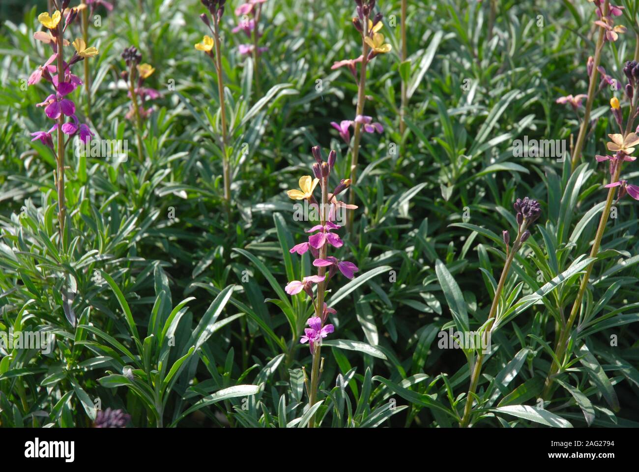 Erysimum mutabile, also known as Perennial wallflower, close up Stock Photo
