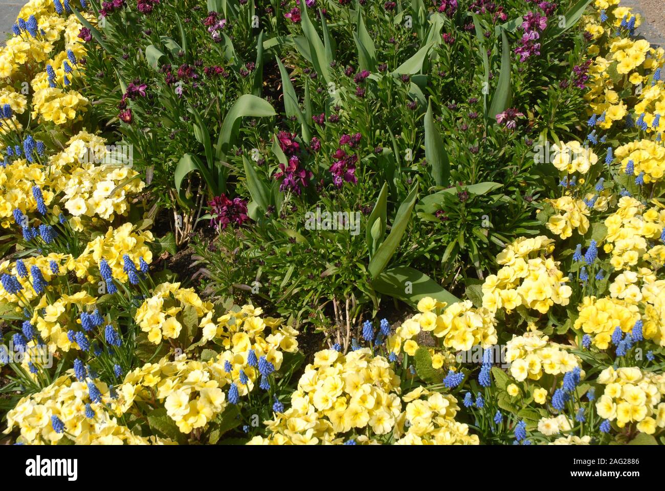 Flowerbed in Spring with primulas and Grape hyacinth, also known as Muscari aucheri, Blue Magic Stock Photo