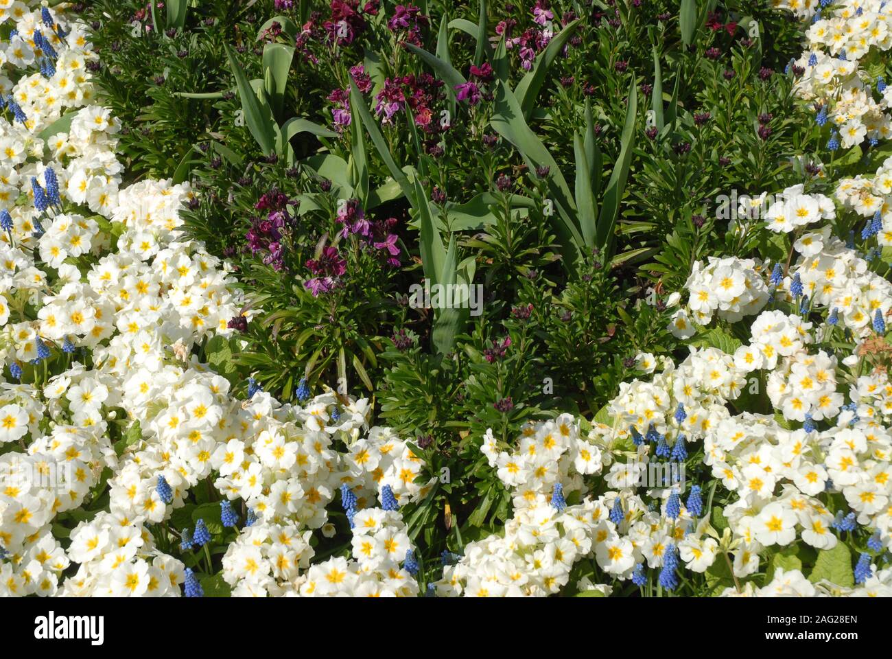 Flowerbed in Spring with primulas and Grape hyacinth, also known as Muscari aucheri, Blue Magic Stock Photo