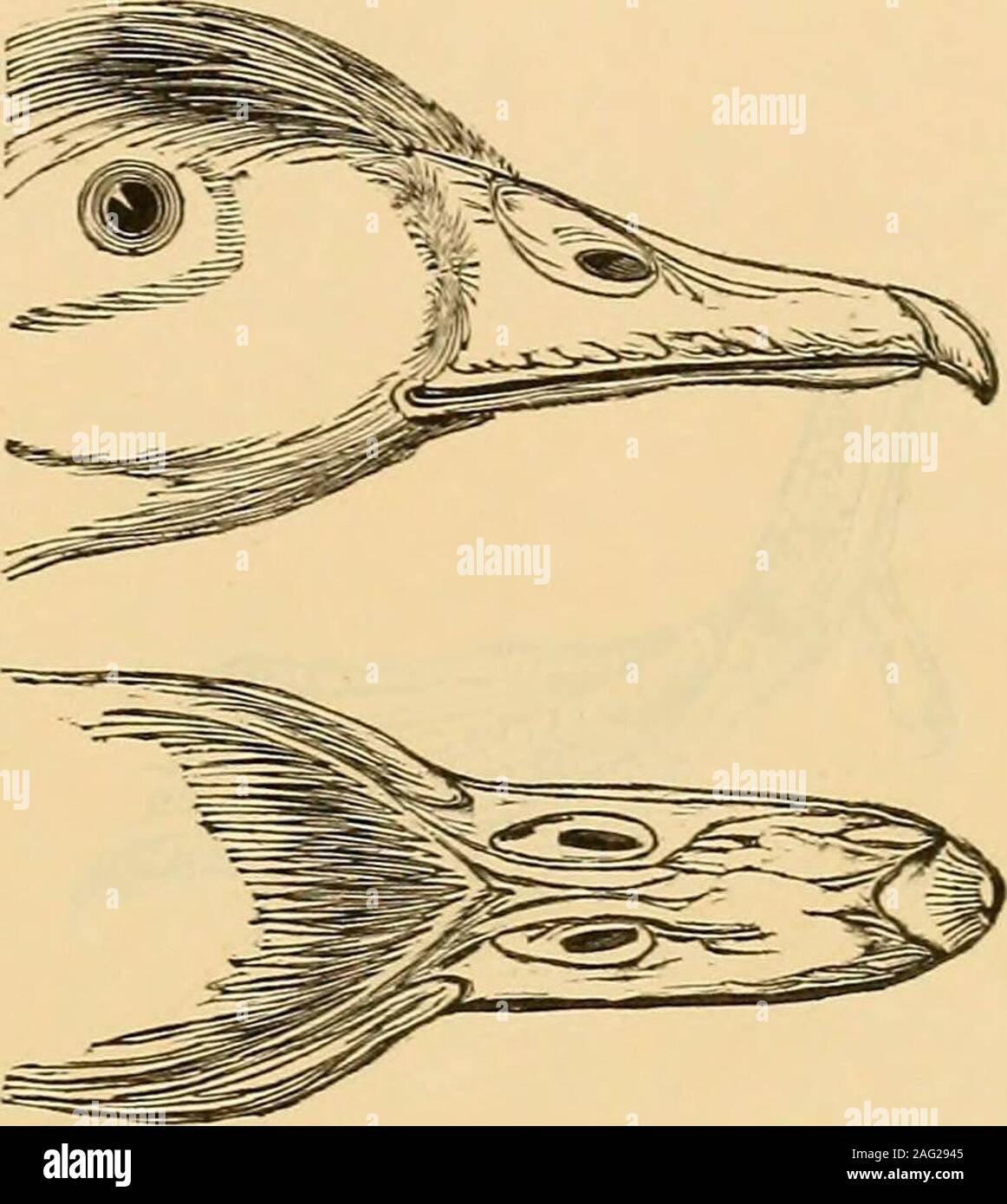 . A monograph on the anatidae, or duck tribe. 35 [ AXATIX.L.. GENUS VIII. AIA. Ext. Char. Pedes digitis posterioribus non lobatis, means lougissimis. Tibia plumatae.Rostrum brevius capite, baso ad apicem angustatum. Lamella abbreviatae. Nares subovales, parvae.(mala mediocris. Anat. Char. Trachea tubula equali. Larynx inferior bulbosa, ossea, similis pre-cedent!. Ext. Char. Feet Avith tbe posterior toes not lobated, the middle ones longest. Thighsfeathered. Bill shorter than the head, narrowed from the base to the point. Lamella abbreviatedNostrils suboval, small. Tail moderate. Axat. Char. Tr Stock Photo