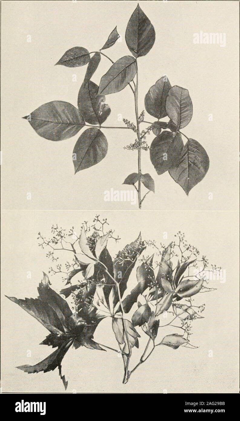 . The plants of southern New Jersey; with especial reference to the flora of the pine barrens and the geographic distribution of the species. Photos by W. Stone. CONRADS CROW-BERRY. Corema Conradii. N. J. Plants. PLATE LXXX.. Photos by S. Brown. 1. POISON IVY. Rhus radicans. 2. VIRGINIA CREEPER. Psedera quinquefolia. N. J. Plants. PLATE LXXXI. Stock Photo