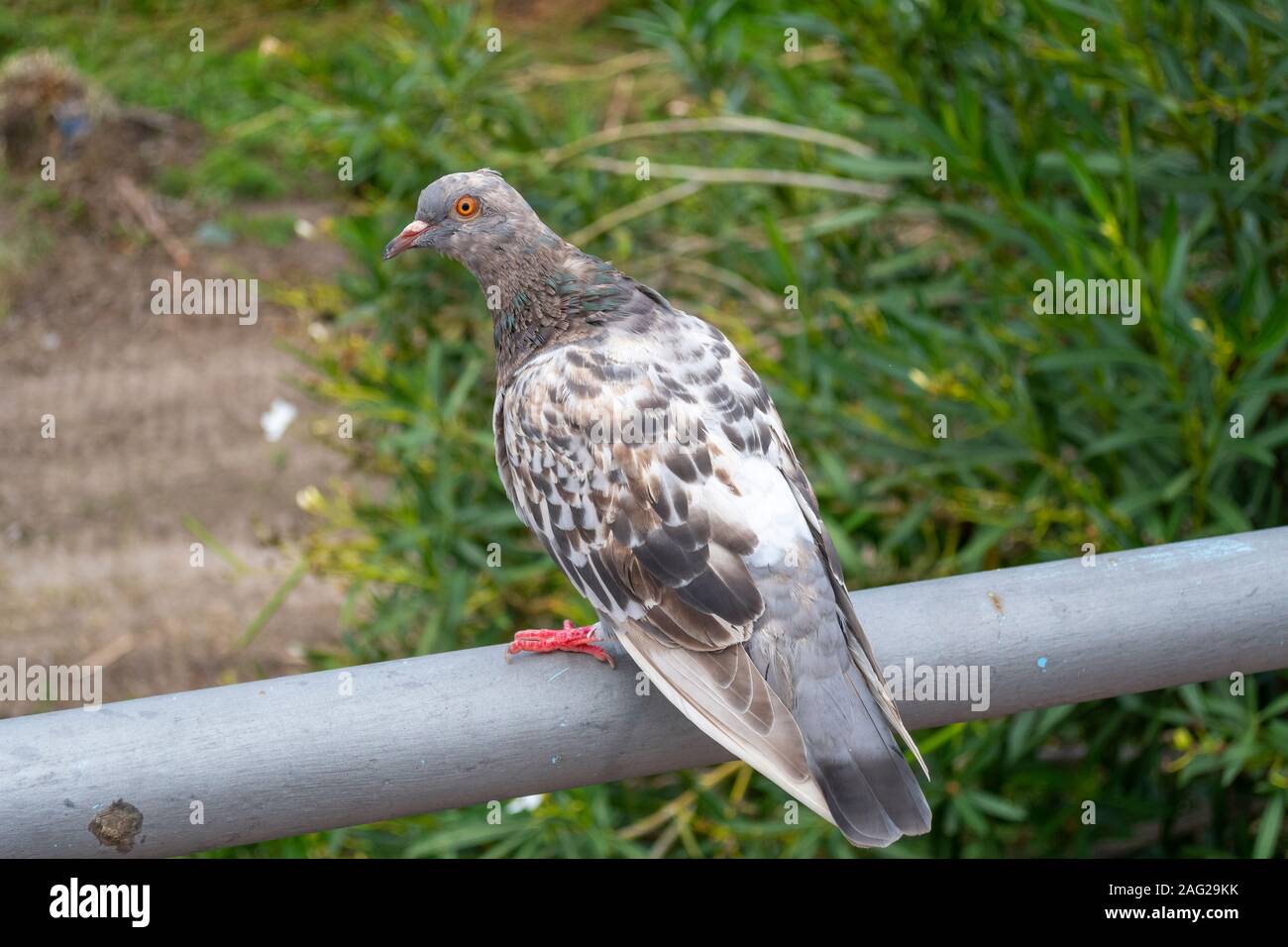 A brown, gray and white pigeon with orange eyes sits on a metal railing outdoors. Stock Photo
