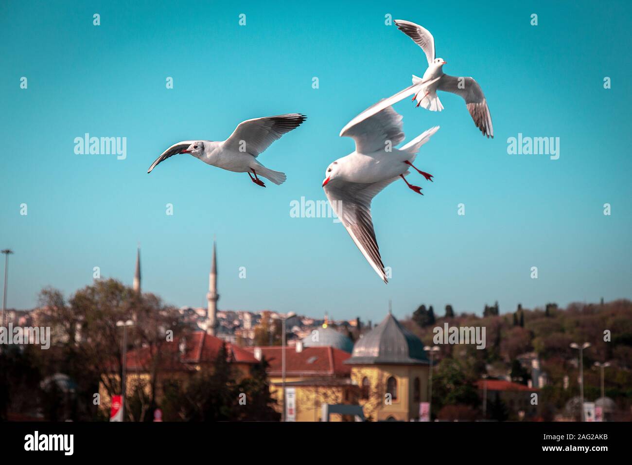 Seagulls On A Formation Flight Stock Photo Alamy alamy