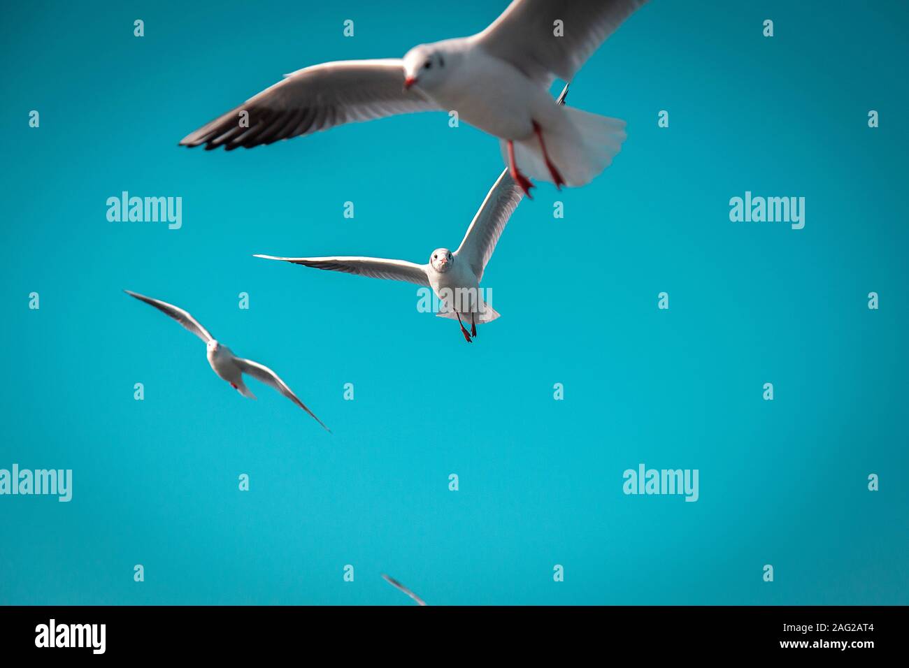 seagulls on a formation flight Stock Photo
