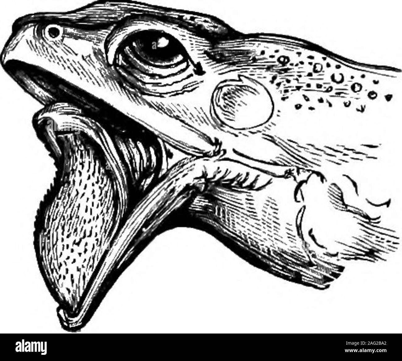 Frog tongue out Black and White Stock Photos & Images Alamy