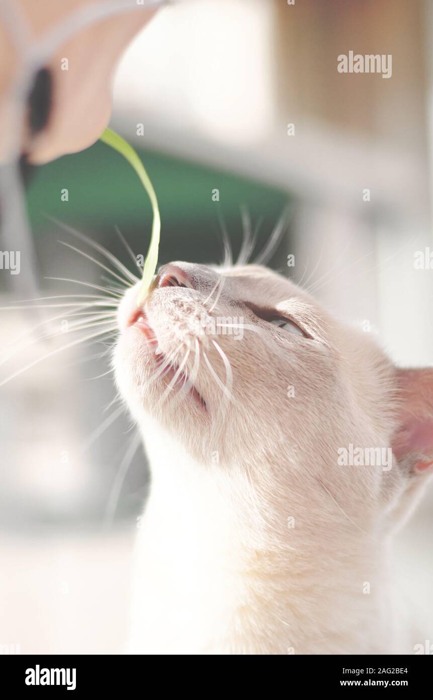 SMELLING Stock Photo