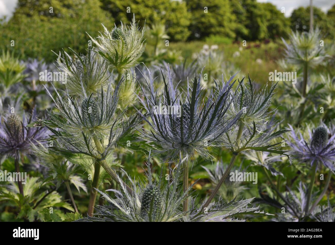 Flower bed of Eryngium or Eryngo, commonly known as Sea Holly Stock Photo