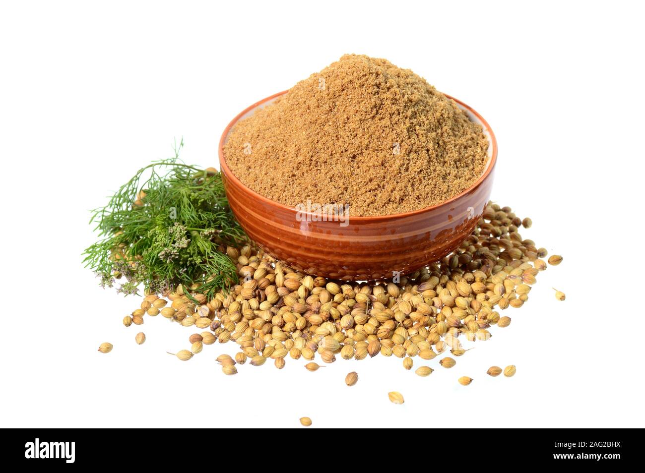 Coriander seeds, Fresh Coriander and Powdered coriander isolated on