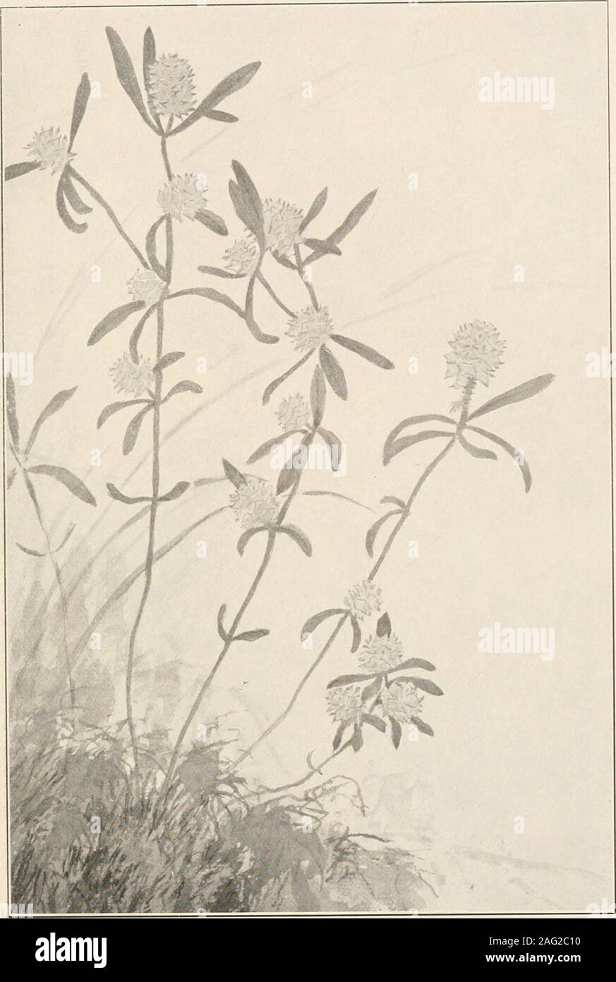 . The plants of southern New Jersey; with especial reference to the flora of the pine barrens and the geographic distribution of the species. Photos by S. r,ruv&gt;-.i, 1. PINK WILD BEAN. Strophostyles umbellata. 2. GROUND-NUT. Apios apios. N. J. Plants. PLATE LXXIII.. From Painting by H. E. Stone. CROSS-LEAVED MILKWORT. Polygala cruciata. N. J. Plants. PLATE LXXIV. ^^^^^ 5*2 Stock Photo