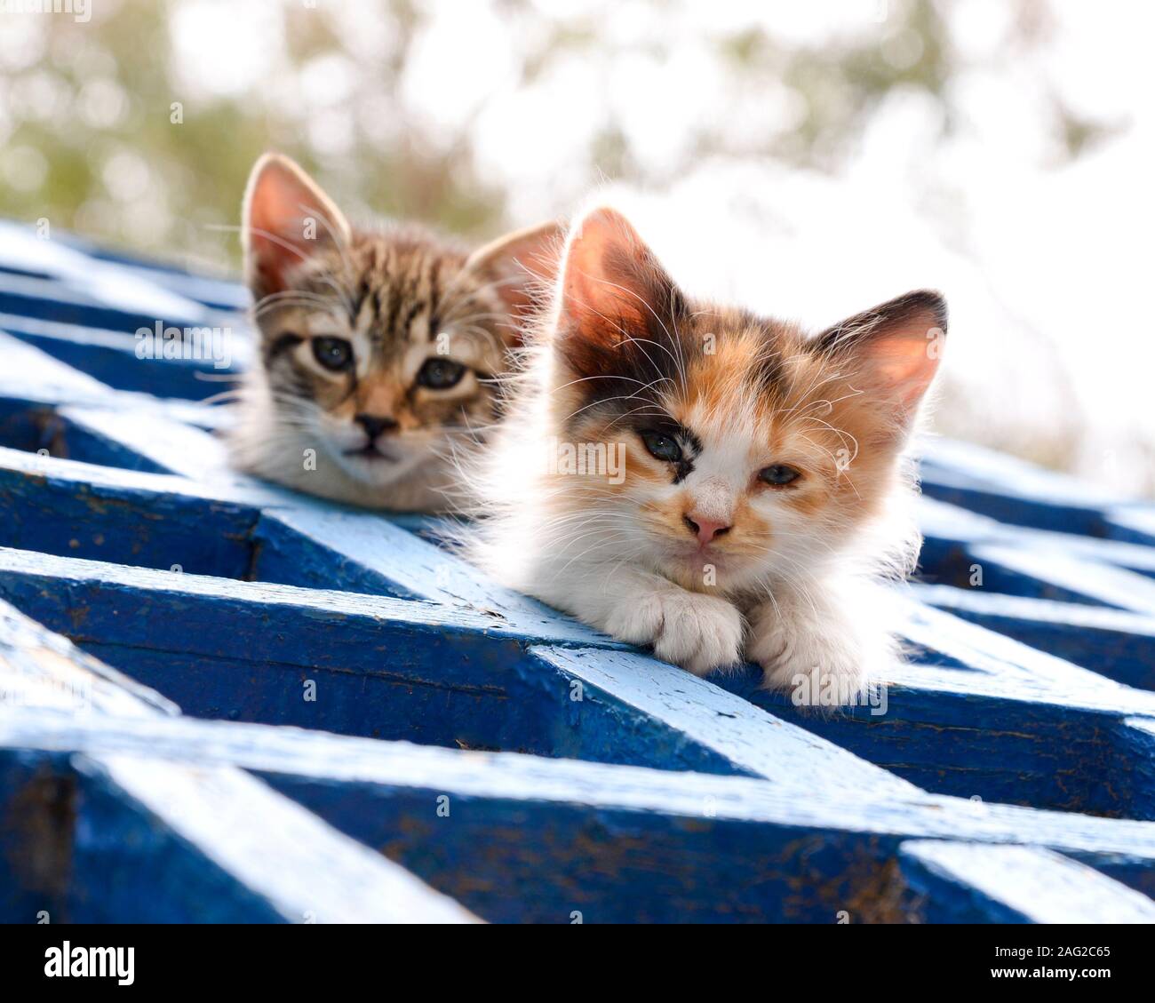 Two cute kittens perch on a roof top looking at camera Stock Photo