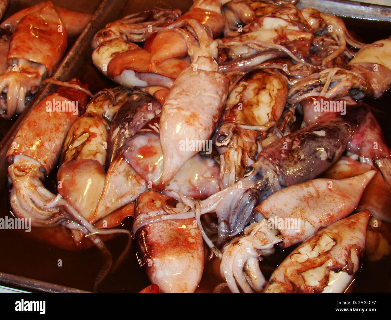Fresh squid for sale at a fish stall in Tabaco city, Luzon island, The