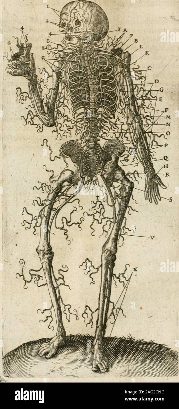 Смерть в биологии. Биологическая гравюра. Старинные Гравюры с частями человеческих.