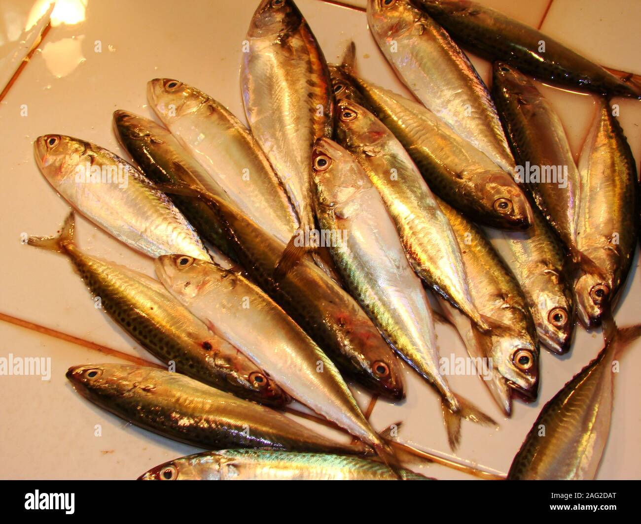 Fresh sardines for sale at a fish stall in Tabaco city, Luzon island