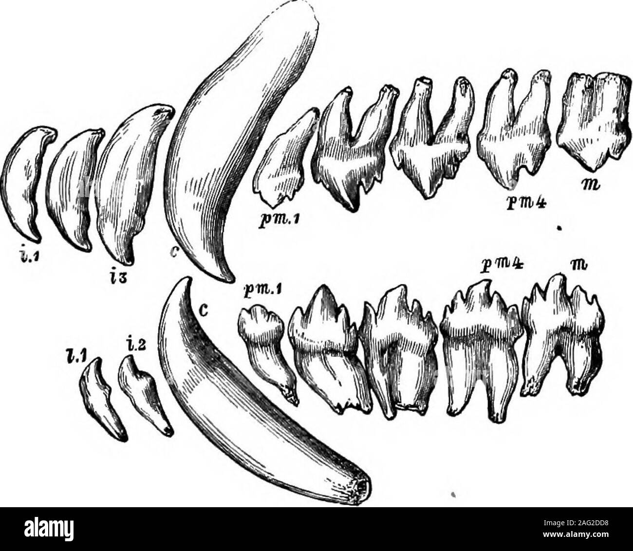 . Natural history object lessons : a manual for teachers. nt, but the jaw can be worked fromside to side, and the bear can actually grind his food. Inthe aquatic carnivora—the seal-tribe—the dentition againchanges to suit the habits of the animals. The teeth arespecially formed for seizing and holding the slippery preyon which they feed ; and for dividing the body of the fishthey devour into large pieces. The peculiar scissor-likecutting molars of the land carnivora are replaced by teeth ANIMALS AND THEIE USES. 155 either serrate, or saw-like in character, or somewhat flattenedcrowns with coni Stock Photo