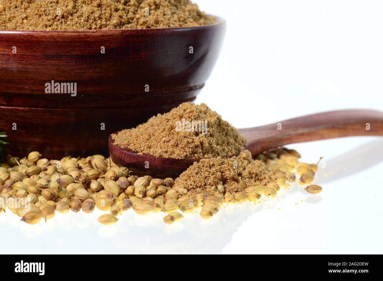 Coriander seeds, Fresh Coriander and Powdered coriander isolated on