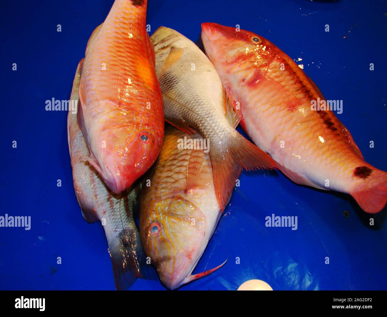 Fresh fish for sale at a fish stall in Tabaco city, Luzon island, The