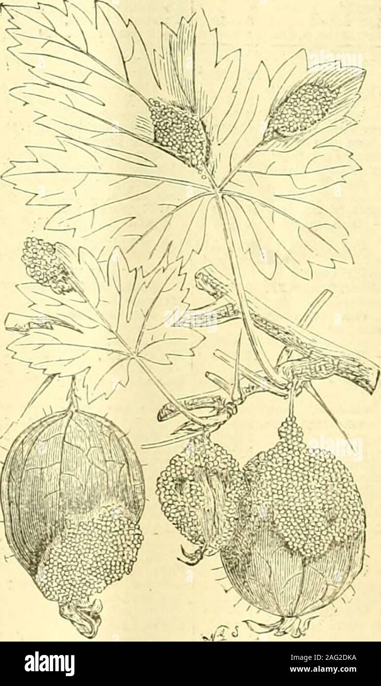 . The Gardeners' chronicle : a weekly illustrated journal of horticulture and allied subjects. e to diminish the risli ofinjuring the foliage. CoDijEUMS (Ceotons) : J. E. G. The injury iscaused by the accumulation of drops of wateron the leaves ; this afterwards becomes chilledand kills the tissue of the leaf. Moistureshould not be allowed to condense on thesurface of the leaf during the night. Peuit Faeming District : J. G. Such a districtas you describe will be found around Eveshamin Worcestershire. Bcok to Evesham RailwayStation. Gloxinias: Anrious. The corms are alive withthebiilh-mite. It Stock Photo