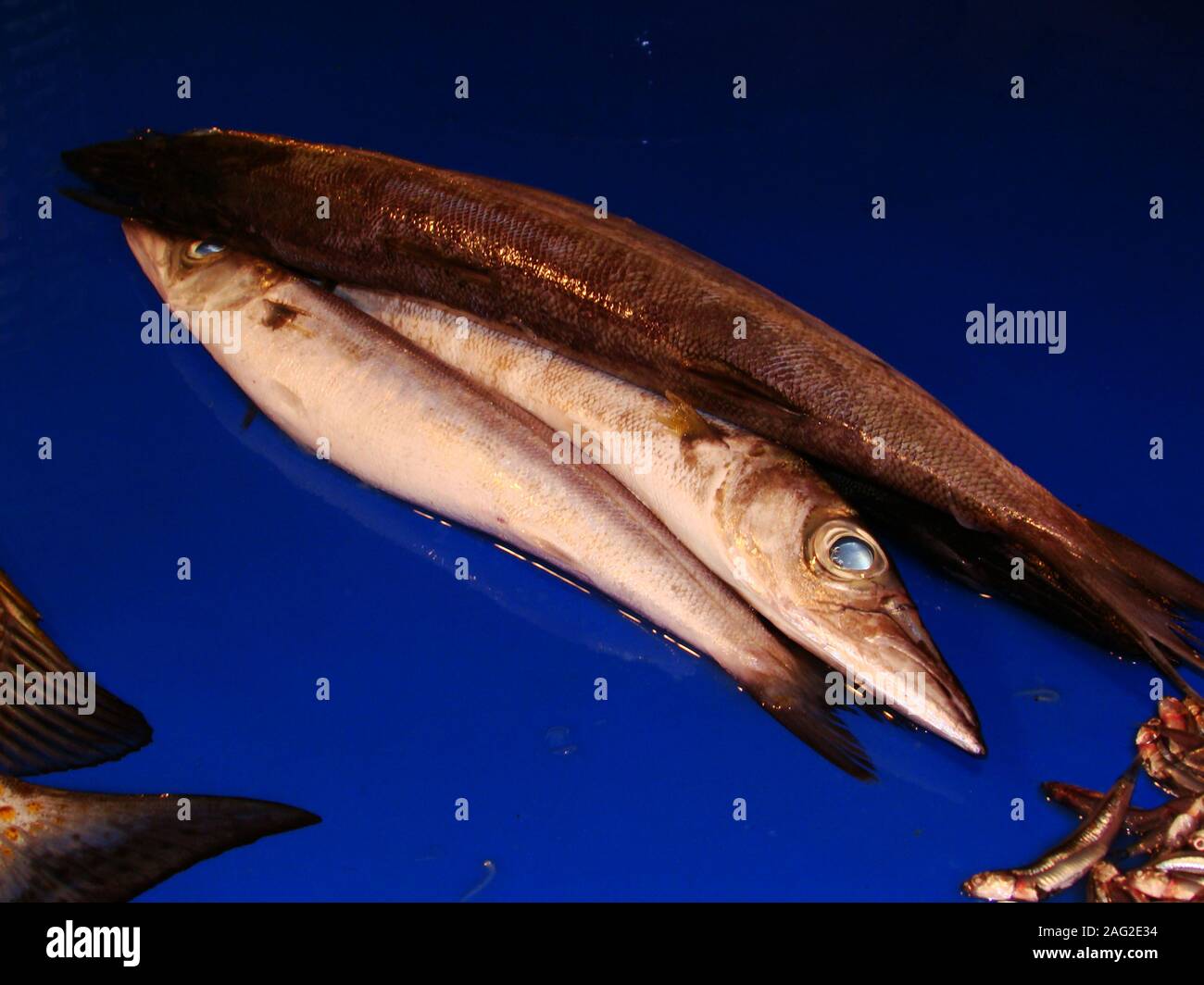 Fresh fish for sale at a fish stall in Tabaco city, Luzon island, The