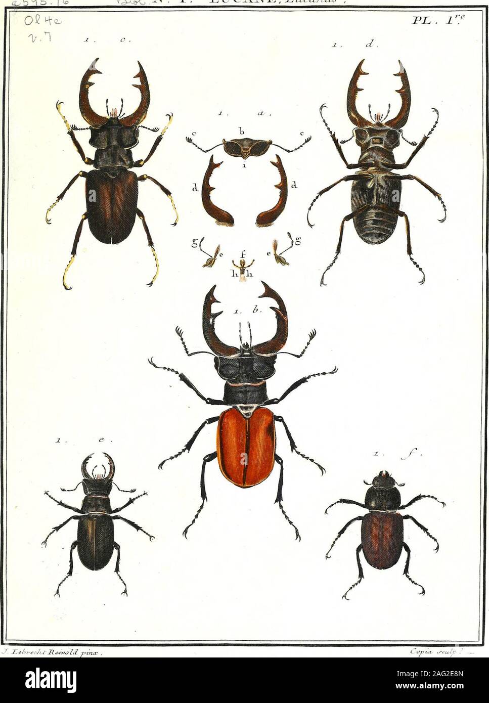 . Entomologie ou Histoire naturelle des insectes, avec leurs caractères génériques et spécifiques, leur description, leur synonumie et leur figure enluminee ... Coléoptères Tomes I-V. :.H-i.ï&gt;i. ?.., g-. 5^i b . 1 ^v. S:, iNT: T . XXc a:xr , x^^ce Z/lie^r ,. ^ A . XX^CA^XE, LiLcanii.^^ . Stock Photo