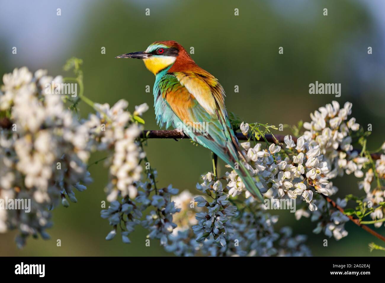beautiful colored bird sits among a flowering robinia tree Stock Photo