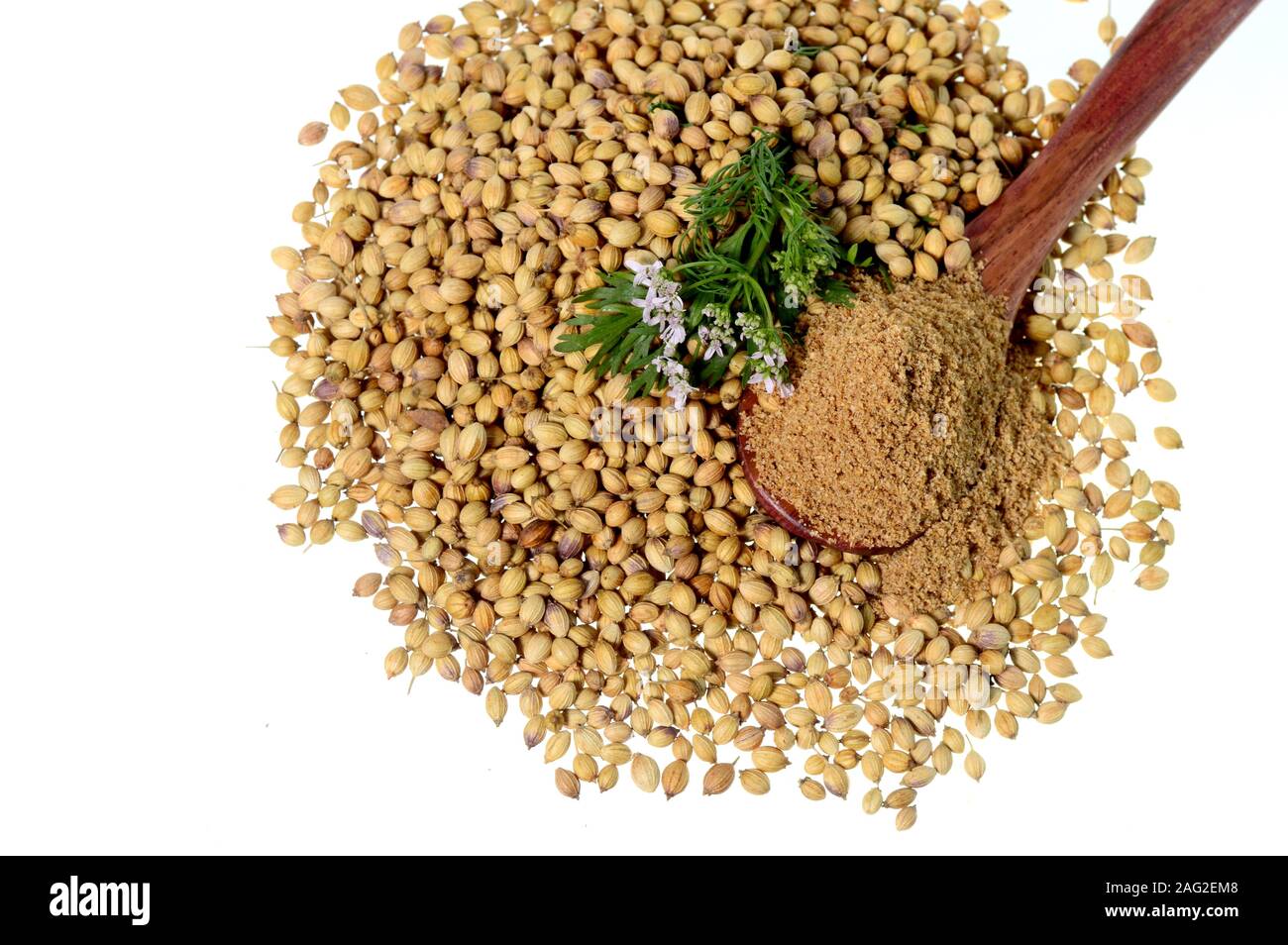 Coriander seeds, Fresh Coriander and Powdered coriander isolated on