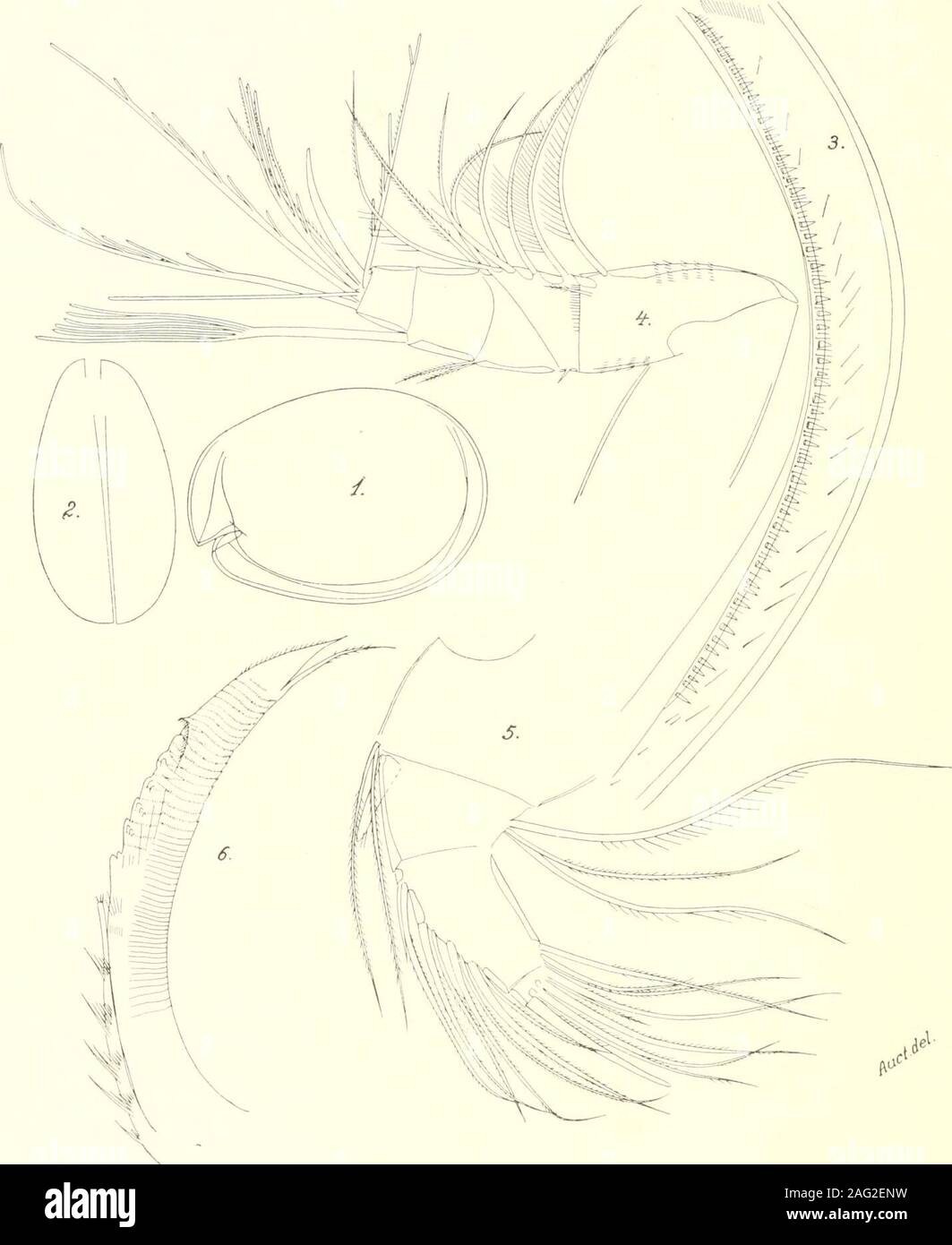 . Studies on marine ostracods : pt. 1, Cypridinids, halocyprids and polycopids. margin of the shell is, however,rather irregular, often even more irregular than in the accompanying figure 3. The spine-bearinglist is provided with about 43—52 hyaline spines varying somewhat in size. There are usuallyno bristles at all between the most ventrally situated of these spines; between each of the othersthere are usually one or two, sometimes even three, short bristles varying somewhat in length.Between the spine-bearing list and the posterior margin of the shell there are no broad poressuch as are fou Stock Photo