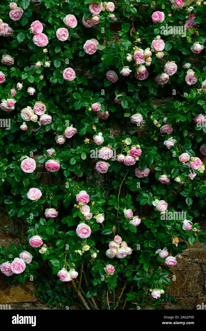 Rosa Pierre de Ronsard,rosa eden,rosa MEIviolin, rambler,rambling,climbing,climber,pink white flowers,flowering,fragrant,scented,RM Floral Stock Photo