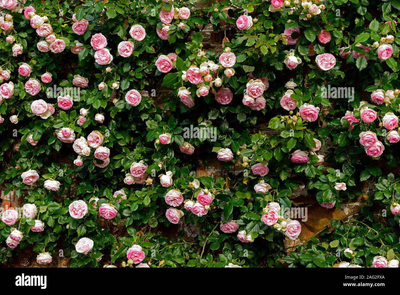 Rosa Pierre de Ronsard,rosa eden,rosa MEIviolin, rambler,rambling,climbing, climber,pink white flowers,flowering,fragrant,scented,RM Floral Stock Photo  - Alamy