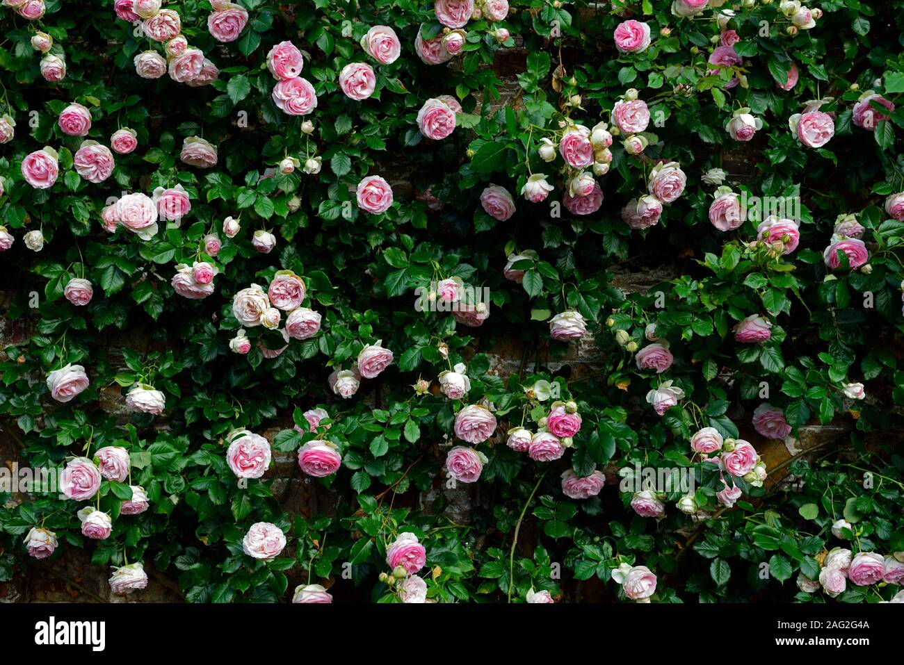 Rosa Pierre de Ronsard,rosa eden,rosa MEIviolin, rambler,rambling,climbing,climber,pink white flowers,flowering,fragrant,scented,RM Floral Stock Photo