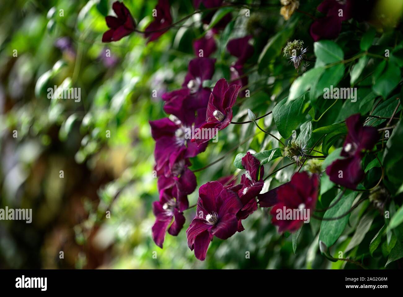 Clematis Niobe,wine red burgundy,flower,flowers,climber,climbing,trellis,frame,support,cover,covered,profusion,RM Floral Stock Photo